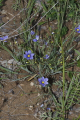 Sisyrinchium pruinosum