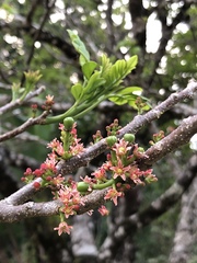 Spondias purpurea