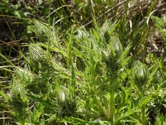 Cirsium andrewsii