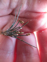 Eleocharis acicularis