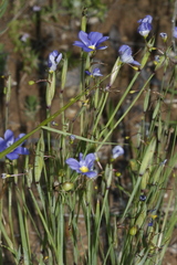 Sisyrinchium pruinosum