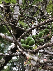 Spondias purpurea