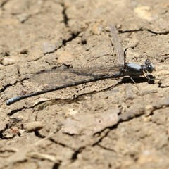 Argia moesta