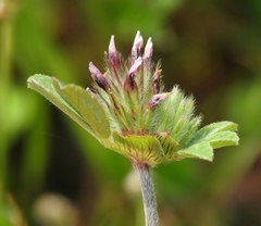 Trifolium macraei