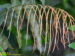 Stenochlaena palustris