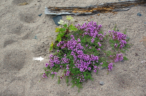 Thymus serpyllum