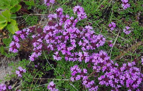 Thymus serpyllum