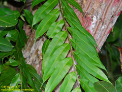 Stenochlaena palustris