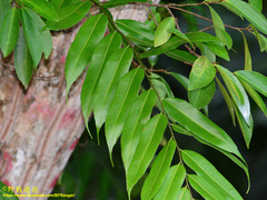 Stenochlaena palustris