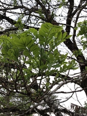 Spondias purpurea