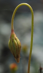 Microseris douglasii douglasii
