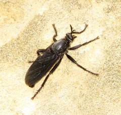 Ospriocerus aeacus