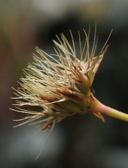 Microseris douglasii douglasii