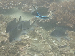 Chromis notata