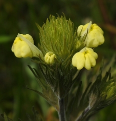 Castilleja rubicundula lithospermoides
