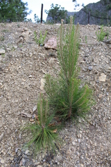 Pinus pseudostrobus