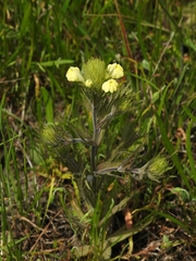 Castilleja rubicundula lithospermoides