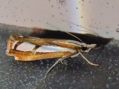 Catoptria permutatellus