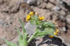 Amsinckia lycopsoides