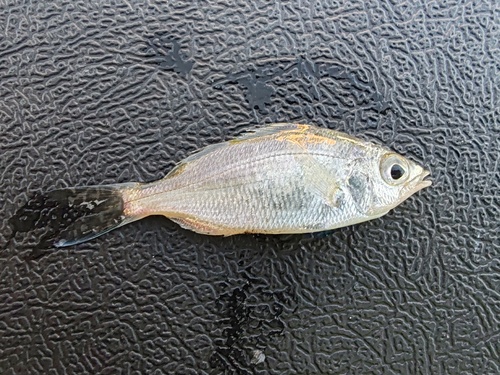Graceful mojarra (Eucinostomus gracilis) — Gerreidae — 3