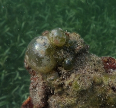 Siphonocladales