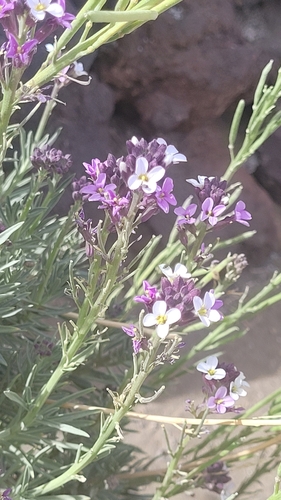 Image of Erysimum Scoparium (Erysimum scoparium) by (c) tarareare, some rights reserved (CC BY-SA)