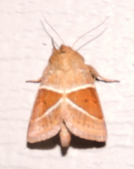 Lemmeria digitalis