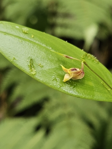 Image of Scaphosepalum odontochilum by (c) Scott Harris, some rights reserved (CC BY)