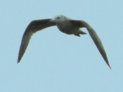 Larus argentatus