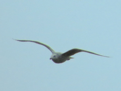 Larus argentatus