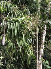 Dracaena americana