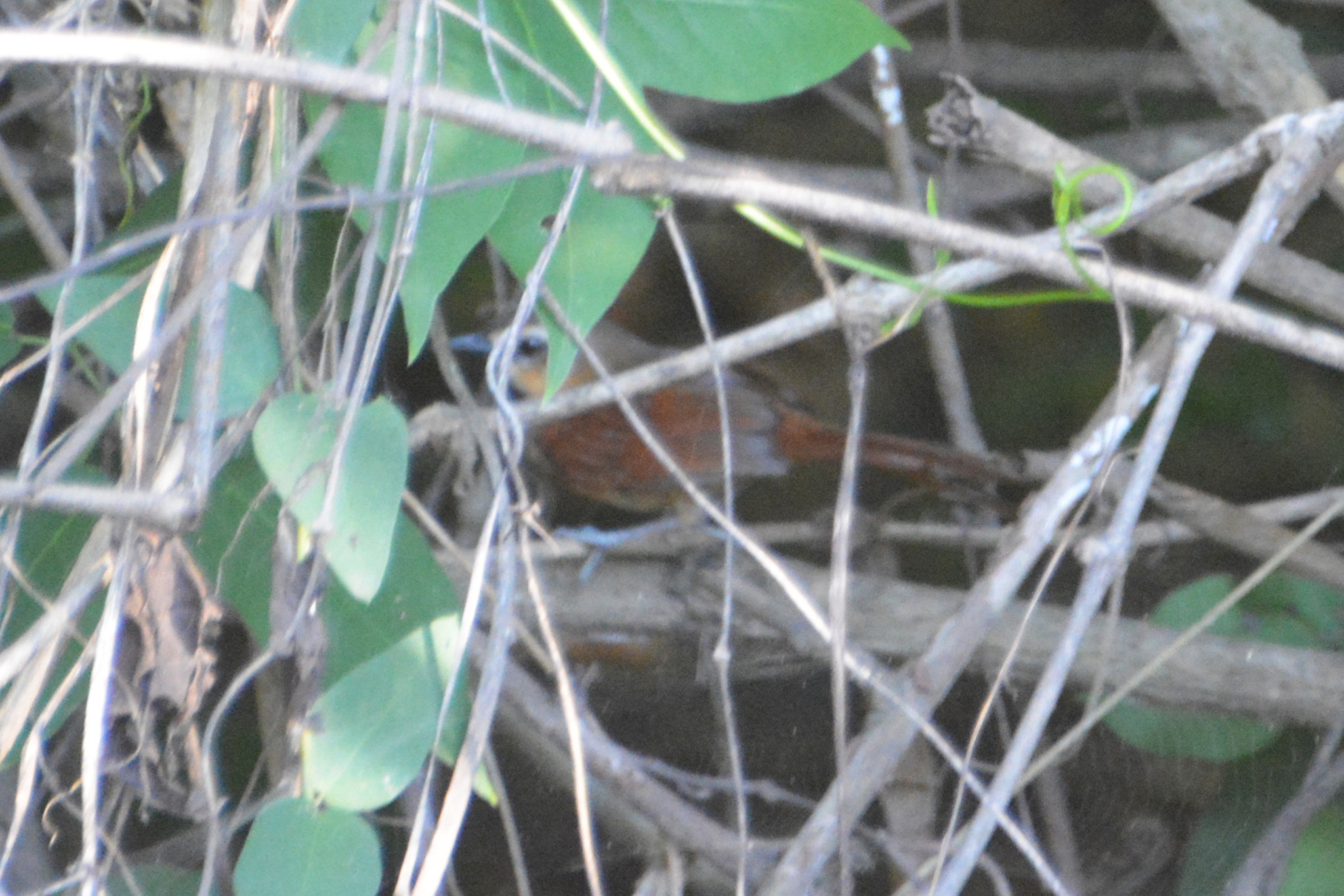 Ochre-cheeked Spinetail (Synallaxis scutata), photo 3