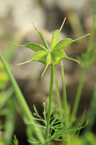 Nigella ciliaris, photograph 6