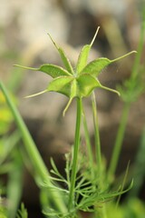 Nigella ciliaris, photograph (c) yelena_antipova, some rights reserved (CC BY)