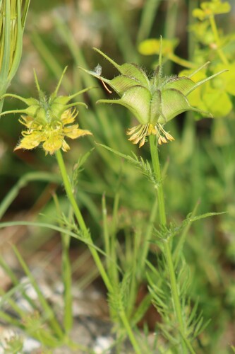 Nigella ciliaris, photograph 5