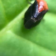 Hindoloides bipunctata