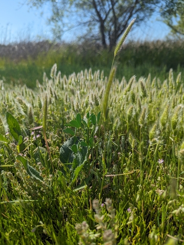 iNaturalist observation photo of dwarf barley