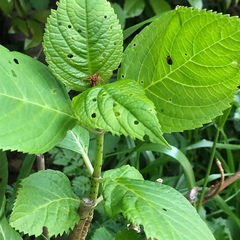 Hindoloides bipunctata