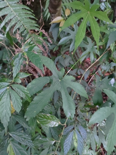 Image of Fatsia polycarpa by (c) 林正文, some rights reserved (CC BY)