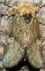 Cecrita biundata