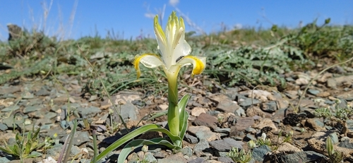 Image of Iris orchioides by (c) Igor Karyakin, some rights reserved (CC BY)