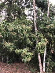 Dracaena americana