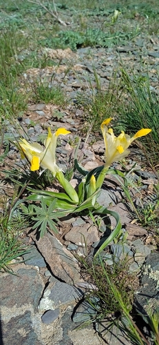 Image of Iris orchioides by (c) Igor Karyakin, some rights reserved (CC BY)
