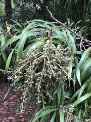 Dracaena americana