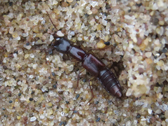 Staphylinidae