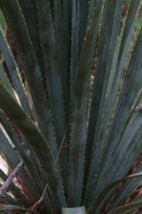 Dasylirion berlandieri