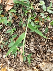 Oplismenus compositus