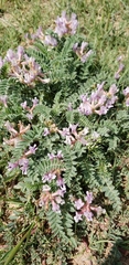 Astragalus plattensis