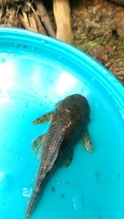 Chaetostoma