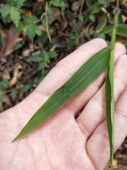 Oplismenus compositus